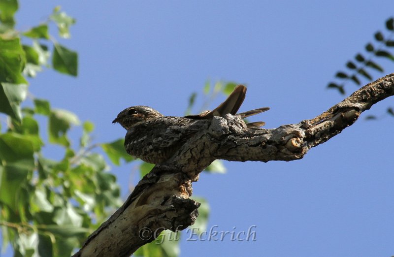 Lesser Nighthawk 2011_07_16_1582.jpg